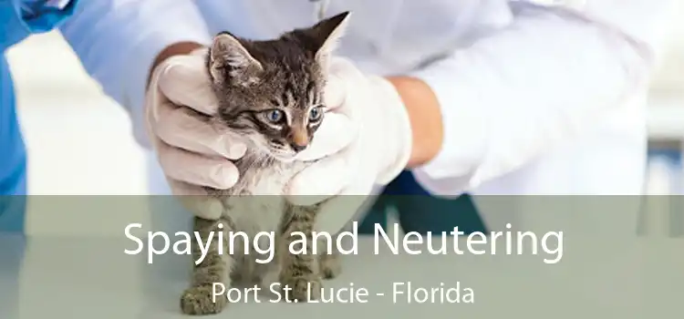 Spaying and Neutering Port St. Lucie - Florida