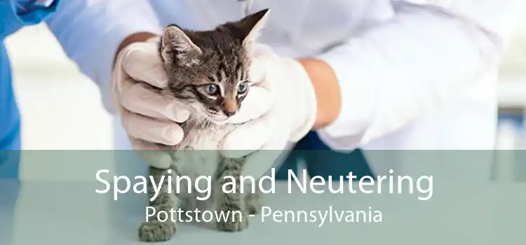 Spaying and Neutering Pottstown - Pennsylvania