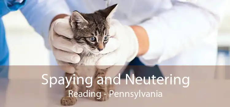 Spaying and Neutering Reading - Pennsylvania