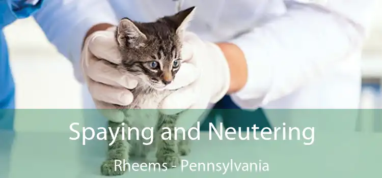 Spaying and Neutering Rheems - Pennsylvania