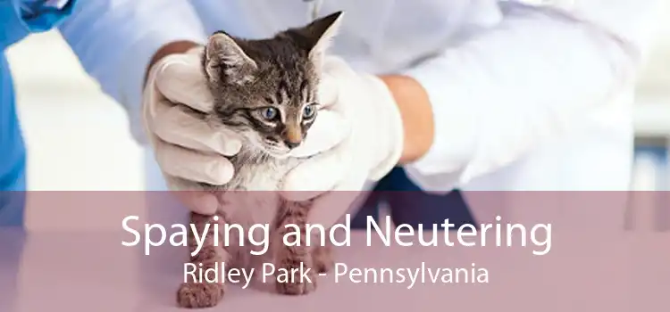 Spaying and Neutering Ridley Park - Pennsylvania