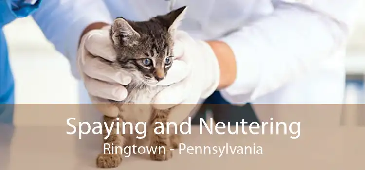 Spaying and Neutering Ringtown - Pennsylvania