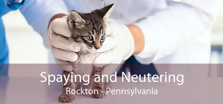 Spaying and Neutering Rockton - Pennsylvania