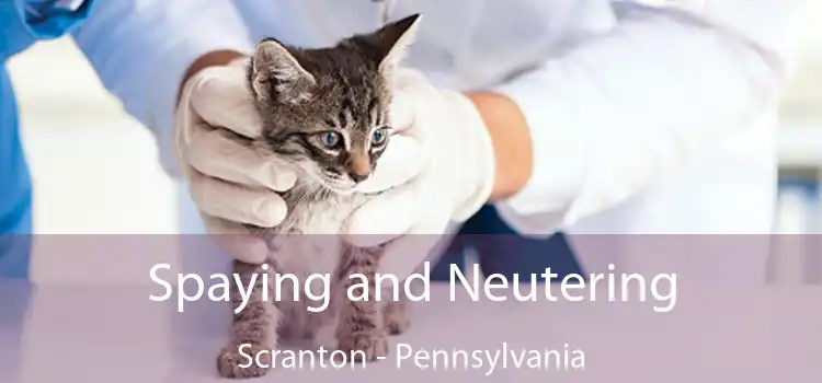 Spaying and Neutering Scranton - Pennsylvania