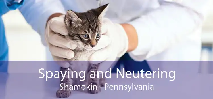 Spaying and Neutering Shamokin - Pennsylvania