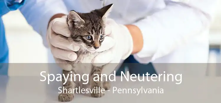Spaying and Neutering Shartlesville - Pennsylvania