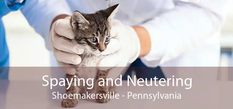 Spaying and Neutering Shoemakersville - Pennsylvania