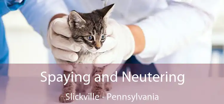 Spaying and Neutering Slickville - Pennsylvania