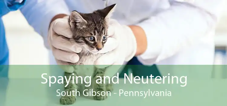 Spaying and Neutering South Gibson - Pennsylvania