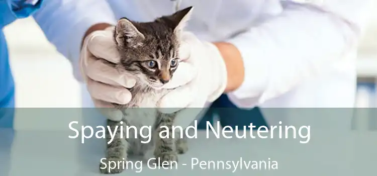 Spaying and Neutering Spring Glen - Pennsylvania