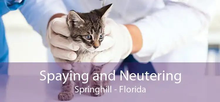 Spaying and Neutering Springhill - Florida