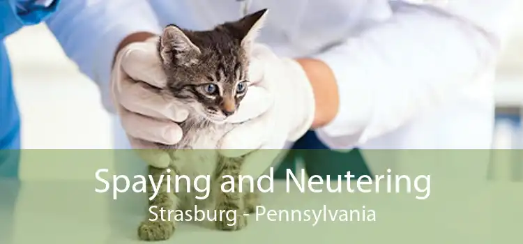 Spaying and Neutering Strasburg - Pennsylvania