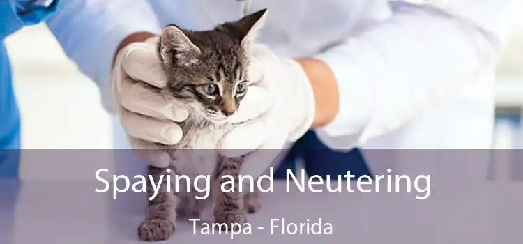 Spaying and Neutering Tampa - Florida