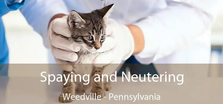 Spaying and Neutering Weedville - Pennsylvania