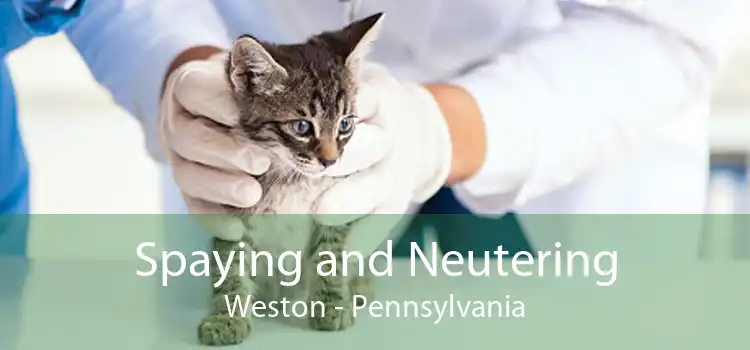 Spaying and Neutering Weston - Pennsylvania