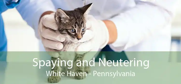 Spaying and Neutering White Haven - Pennsylvania