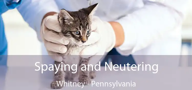 Spaying and Neutering Whitney - Pennsylvania