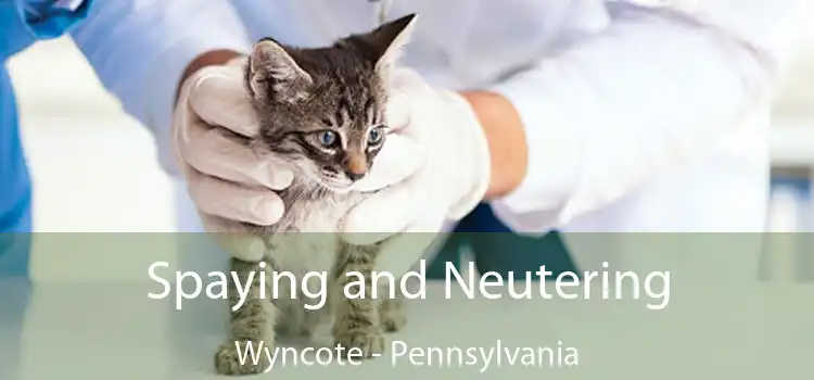 Spaying and Neutering Wyncote - Pennsylvania