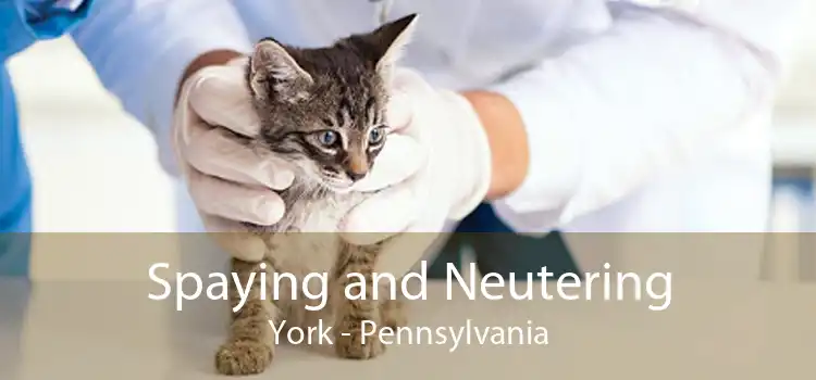 Spaying and Neutering York - Pennsylvania