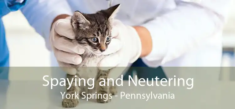 Spaying and Neutering York Springs - Pennsylvania