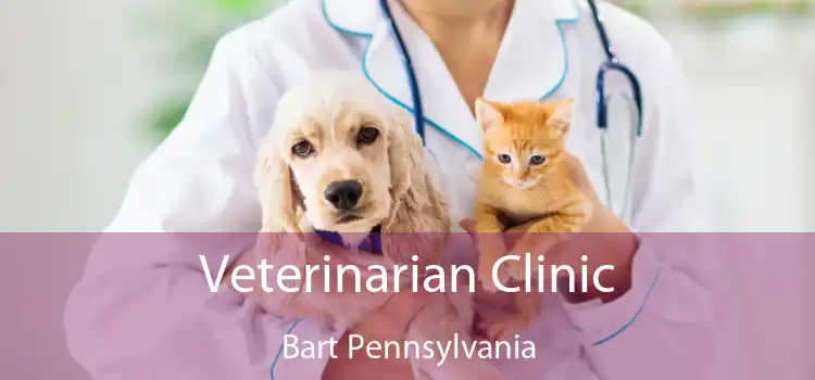 Veterinarian Clinic Bart Pennsylvania