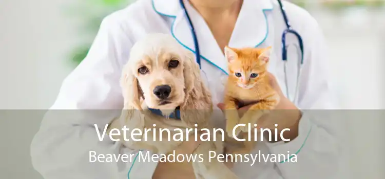 Veterinarian Clinic Beaver Meadows Pennsylvania