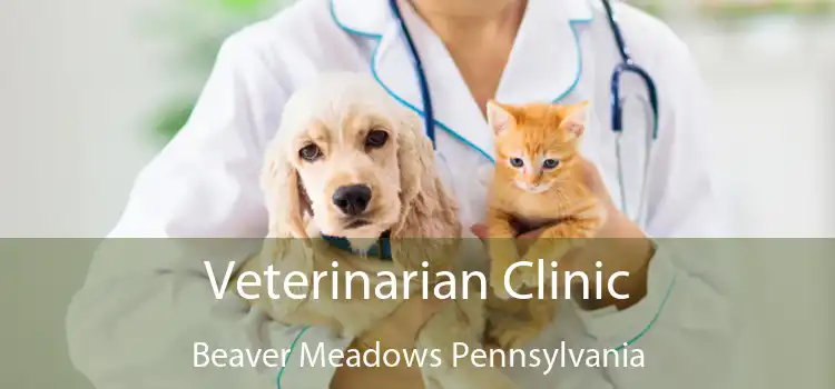 Veterinarian Clinic Beaver Meadows Pennsylvania