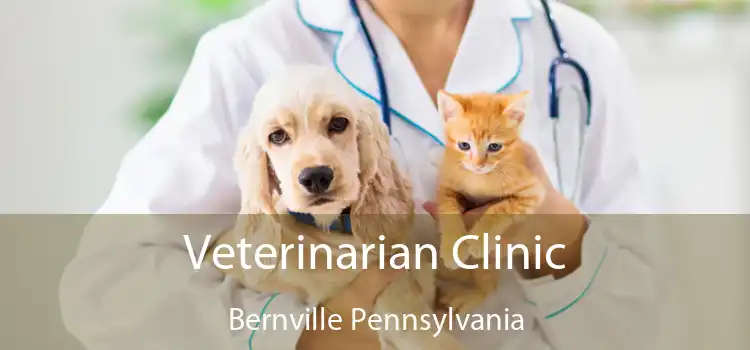 Veterinarian Clinic Bernville Pennsylvania