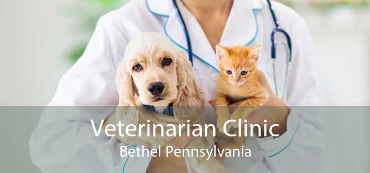Veterinarian Clinic Bethel Pennsylvania
