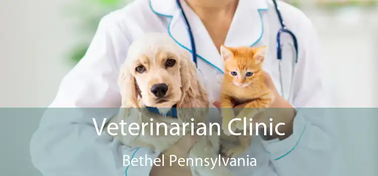 Veterinarian Clinic Bethel Pennsylvania