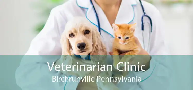 Veterinarian Clinic Birchrunville Pennsylvania