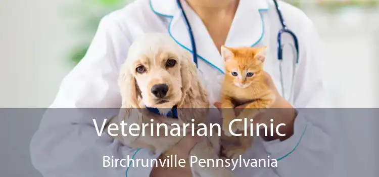 Veterinarian Clinic Birchrunville Pennsylvania