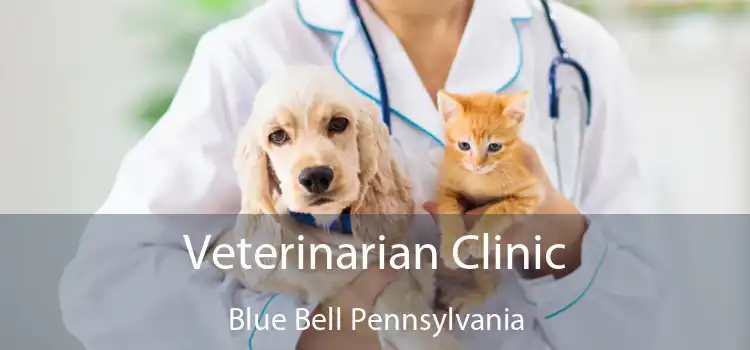 Veterinarian Clinic Blue Bell Pennsylvania