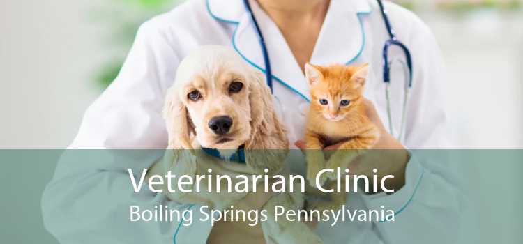 Veterinarian Clinic Boiling Springs Pennsylvania