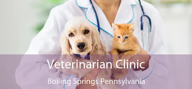 Veterinarian Clinic Boiling Springs Pennsylvania