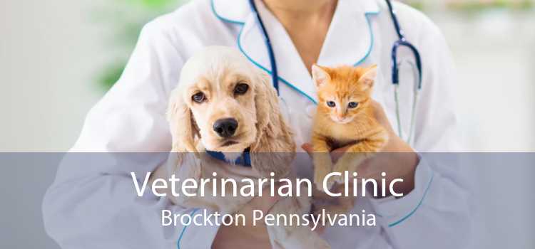 Veterinarian Clinic Brockton Pennsylvania