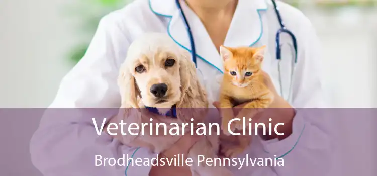 Veterinarian Clinic Brodheadsville Pennsylvania