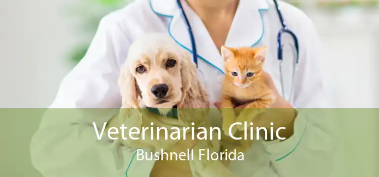 Veterinarian Clinic Bushnell Florida