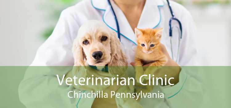 Veterinarian Clinic Chinchilla Pennsylvania