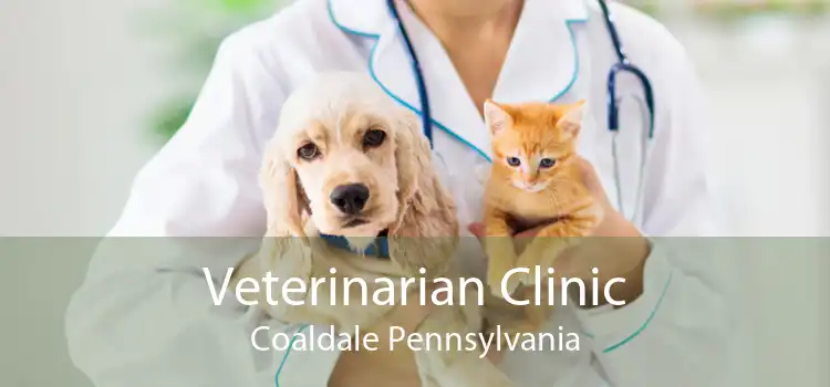 Veterinarian Clinic Coaldale Pennsylvania