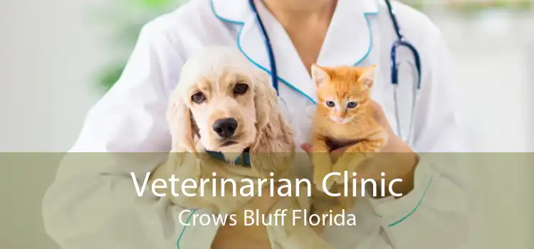 Veterinarian Clinic Crows Bluff Florida