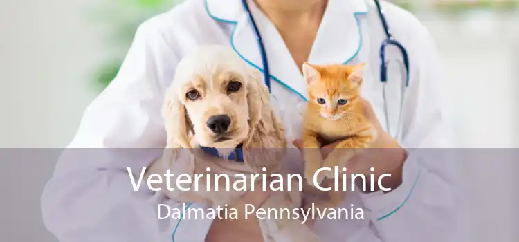 Veterinarian Clinic Dalmatia Pennsylvania