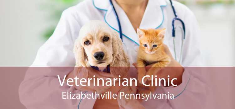 Veterinarian Clinic Elizabethville Pennsylvania