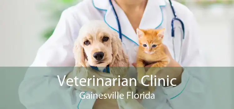 Veterinarian Clinic Gainesville Florida