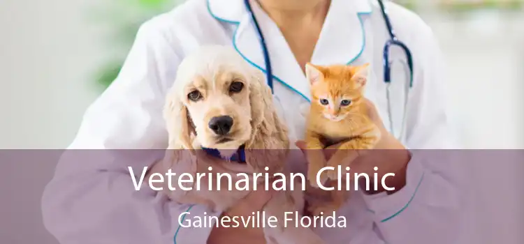 Veterinarian Clinic Gainesville Florida