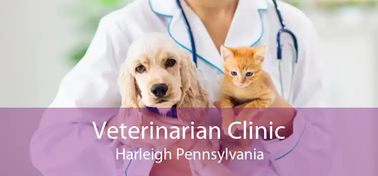 Veterinarian Clinic Harleigh Pennsylvania