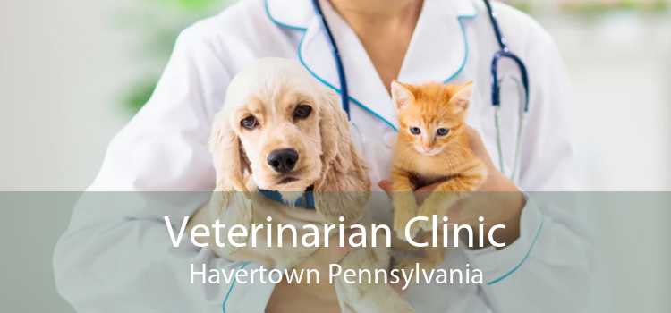 Veterinarian Clinic Havertown Pennsylvania