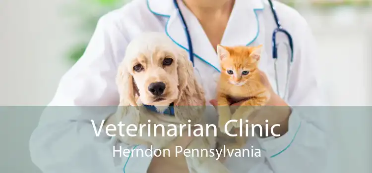 Veterinarian Clinic Herndon Pennsylvania
