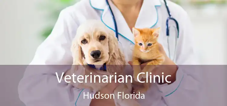 Veterinarian Clinic Hudson Florida