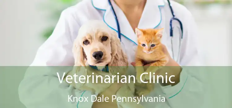 Veterinarian Clinic Knox Dale Pennsylvania